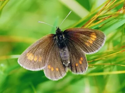Erebia pharte