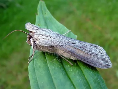 Cucullia umbratica