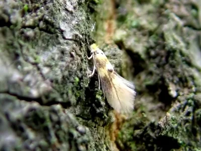 Bucculatrix thoracella