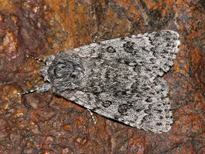 Acronicta (Viminia) euphorbiae