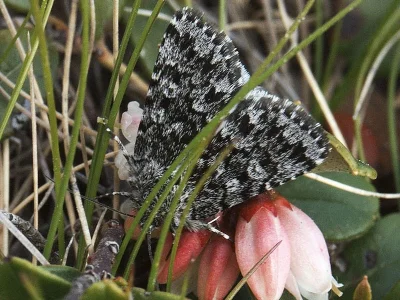 Sympistis heliophila