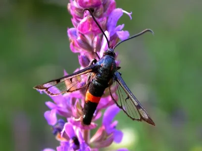 Synanthedon stomoxiformis