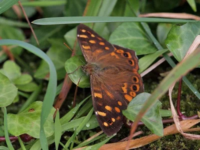 Pararge xiphia