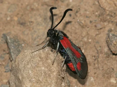 Zygaena (Mesembrynus) sarpedon
