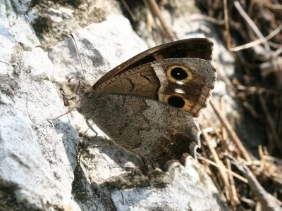 Hipparchia (Neohipparchia) statilinus