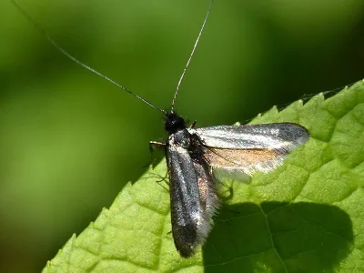 Adela reaumurella
