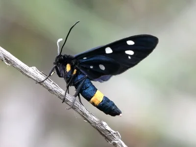 Amata (Syntomis) phegea