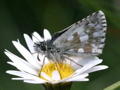 Pyrgus serratulae