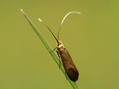 Nemophora pfeifferella