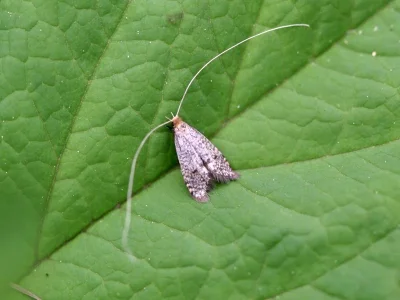 Nematopogon robertella