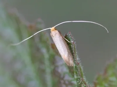 Nematopogon pilella