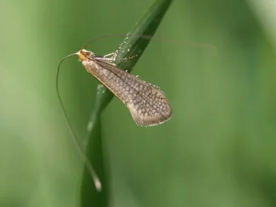 Nematopogon adansoniella