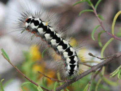 Acronicta (Viminia) euphorbiae