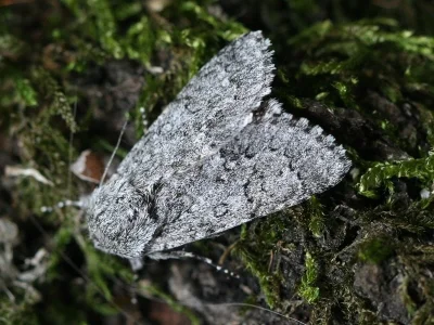 Acronicta (Viminia) euphorbiae