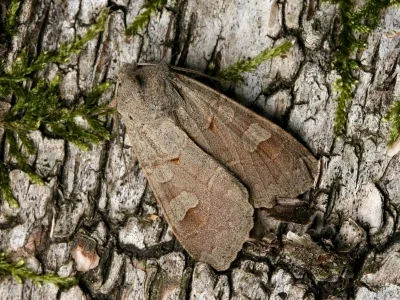 Ammoconia caecimacula