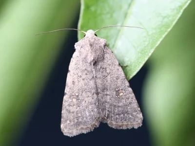 Caradrina (Paradrina) selini