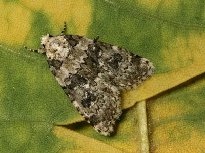 Bryophila (Bryophila) domestica