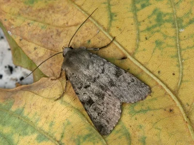 Epipsilia grisescens