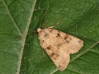 Eugnorisma (Metagnorisma) depuncta