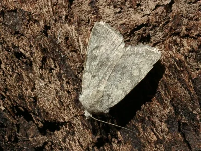 Euxoa (Euxoa) decora