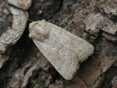 Hoplodrina superstes