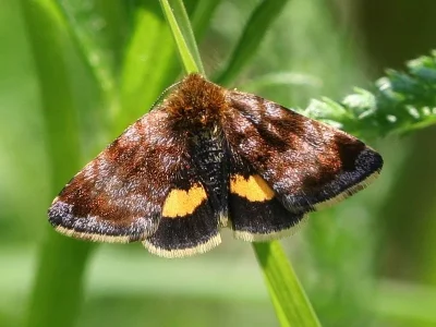 Panemeria tenebrata