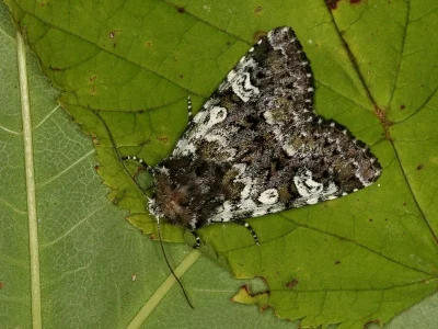 Crypsedra gemmea