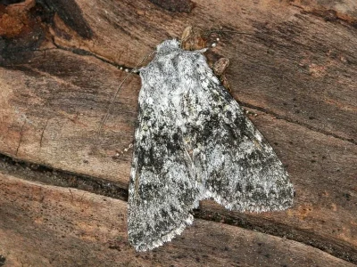 Polymixis (Xanthomixis) xanthomista