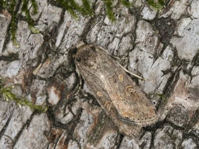 Spodoptera exigua