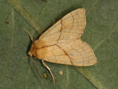 Tiliacea citrago