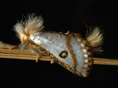 Epicoma zelotes