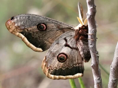 Saturnia (Saturnia) pyri