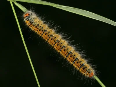 Lasiocampa (Pachygastria) trifolii