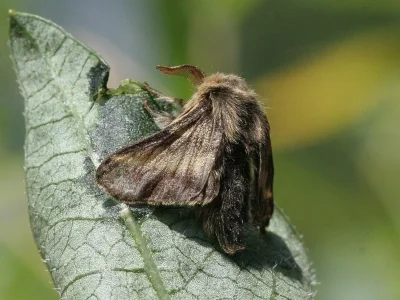 Malacosoma (Malacosoma) alpicola