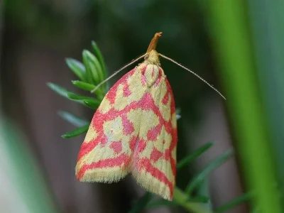 Hypercallia citrinalis