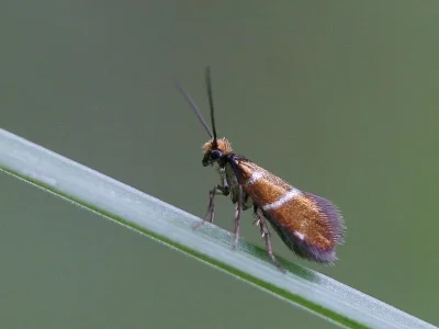 Micropterix aruncella