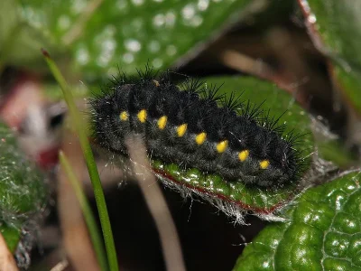 Zygaena (Agrumenia) exulans