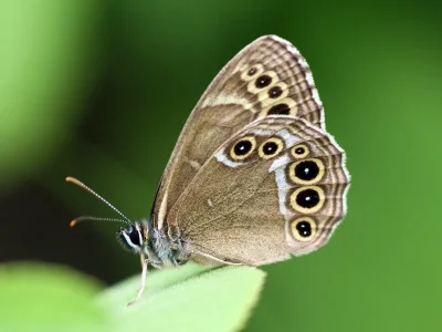 Lopinga achine