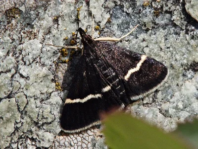Pyrausta cingulata