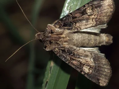 Opigena polygona