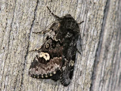 Coranarta cordigera