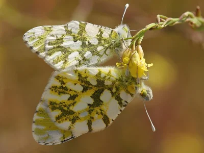 Euchloe (Euchloe) ausonia