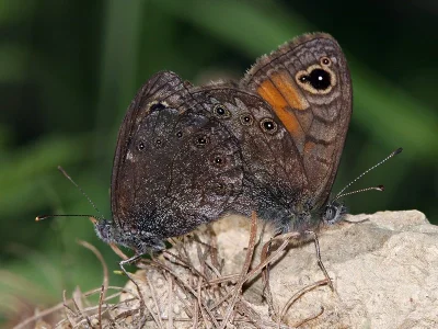 Lasiommata petropolitana