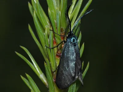 Rhagades (Rhagades) pruni