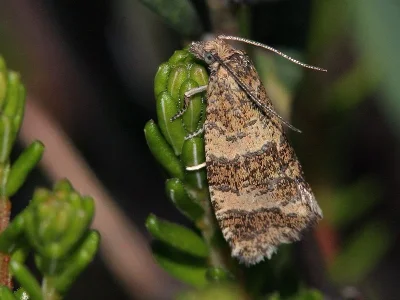 Phiaris metallicana