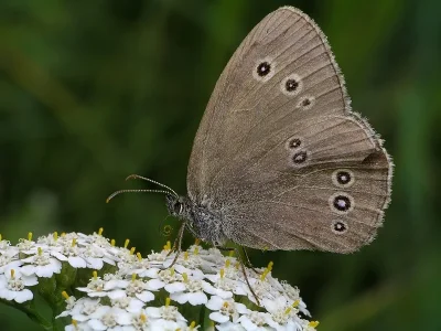 Aphantopus hyperantus