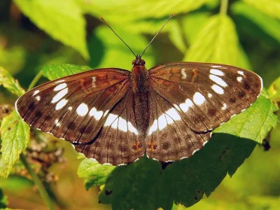 Limenitis camilla
