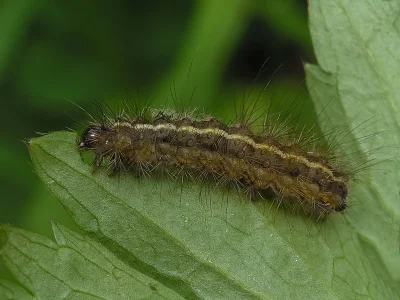 Spilosoma lubricipeda