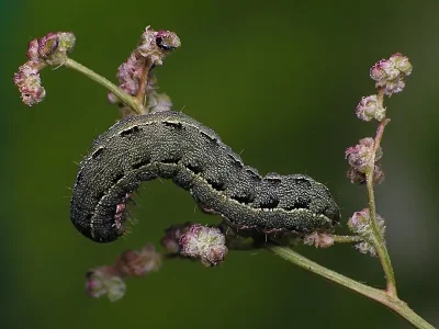 Anarta (Calocestra) trifolii