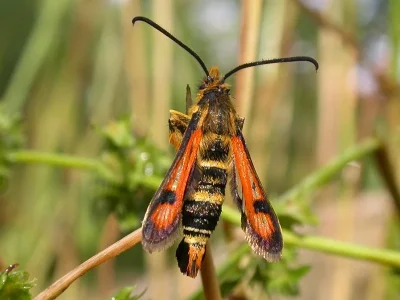 Pyropteron (Pyropteron) chrysidiformis